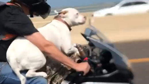 Dog riding on GSX-R sparks controversy online